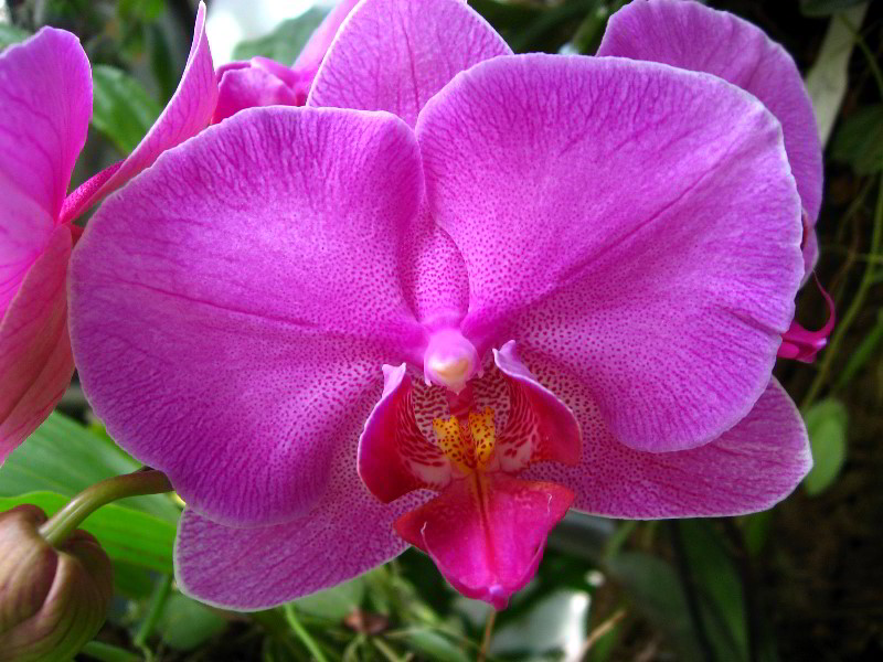 American-Orchid-Society-Delray-Beach-FL-018