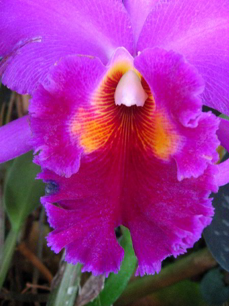 American-Orchid-Society-Delray-Beach-FL-031