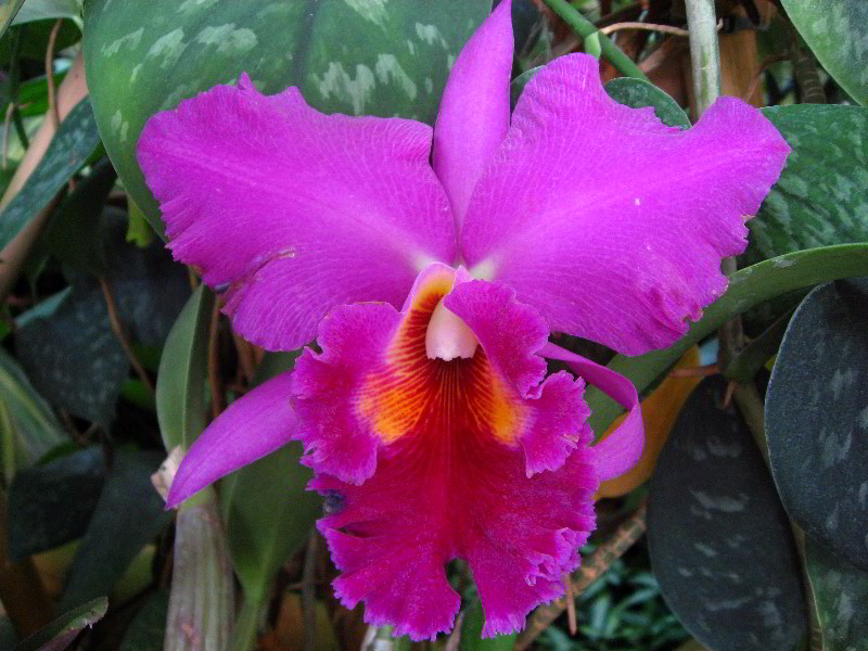 American-Orchid-Society-Delray-Beach-FL-032