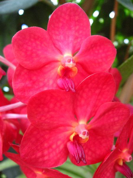 American-Orchid-Society-Delray-Beach-FL-033