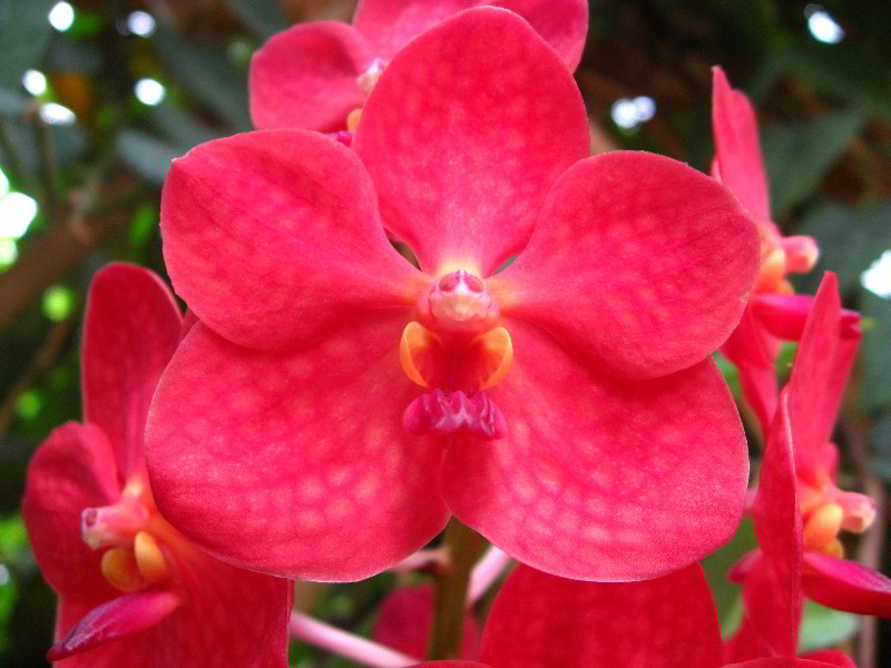 American-Orchid-Society-Delray-Beach-FL-034