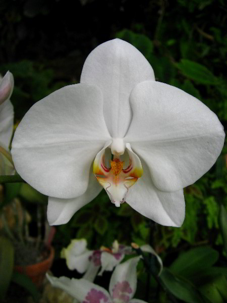 American-Orchid-Society-Delray-Beach-FL-042