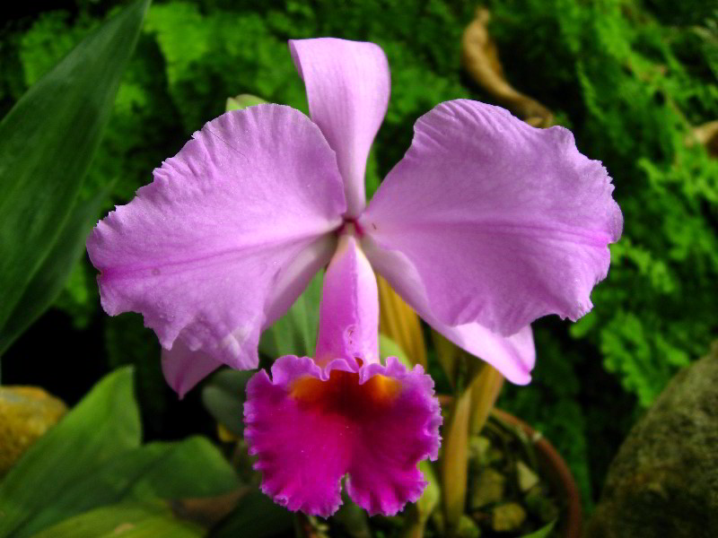 American-Orchid-Society-Delray-Beach-FL-050
