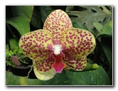 American-Orchid-Society-Summer-2008-066