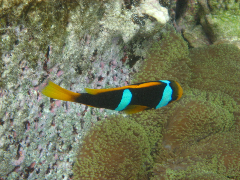 Fiji-Snorkeling-Underwater-Pictures-Amunuca-Resort-006