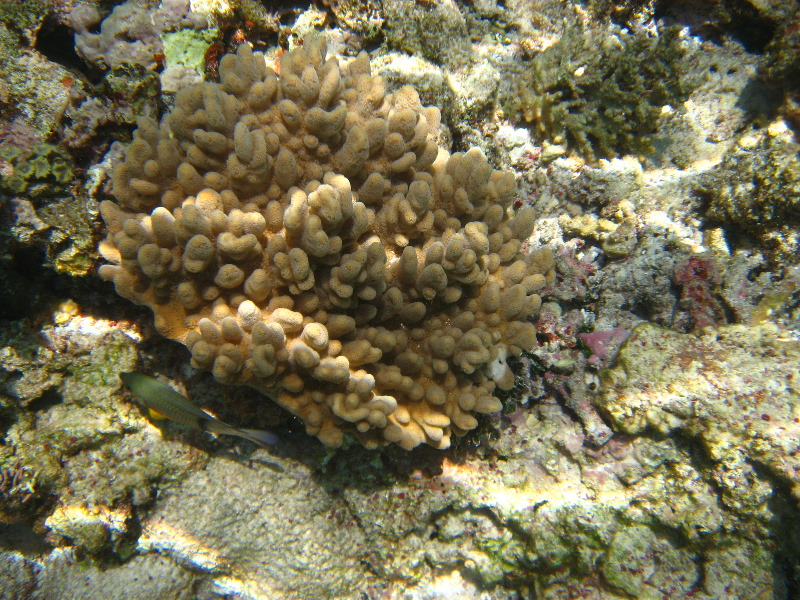 Fiji-Snorkeling-Underwater-Pictures-Amunuca-Resort-033