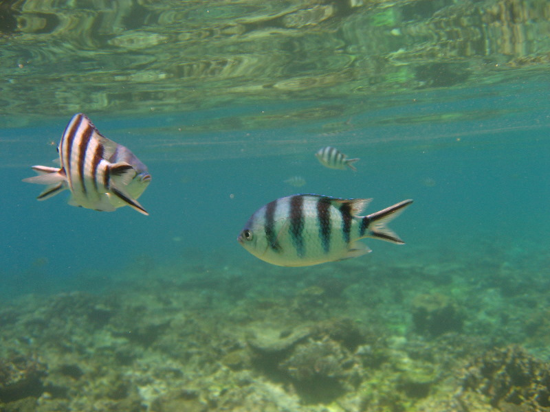 Fiji-Snorkeling-Underwater-Pictures-Amunuca-Resort-038
