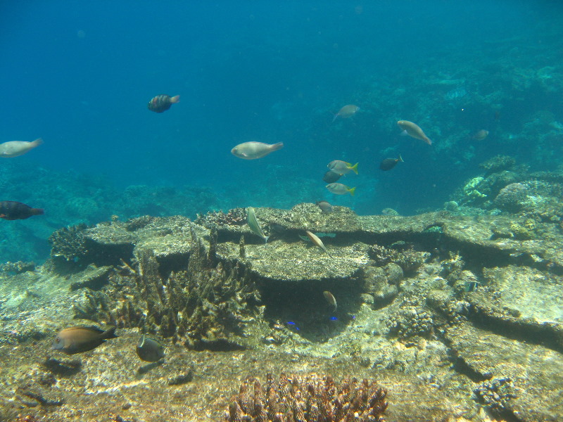 Fiji-Snorkeling-Underwater-Pictures-Amunuca-Resort-086