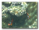 Fiji-Snorkeling-Underwater-Pictures-Amunuca-Resort-055