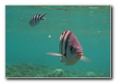 Fiji-Snorkeling-Underwater-Pictures-Amunuca-Resort-058