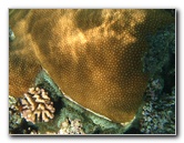 Fiji-Snorkeling-Underwater-Pictures-Amunuca-Resort-059