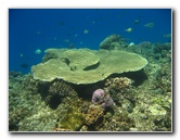 Fiji-Snorkeling-Underwater-Pictures-Amunuca-Resort-065