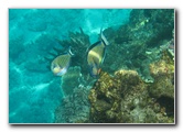Fiji-Snorkeling-Underwater-Pictures-Amunuca-Resort-079