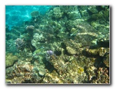 Fiji-Snorkeling-Underwater-Pictures-Amunuca-Resort-083