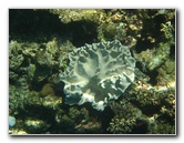 Fiji-Snorkeling-Underwater-Pictures-Amunuca-Resort-091