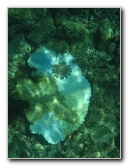 Fiji-Snorkeling-Underwater-Pictures-Amunuca-Resort-092