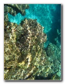 Fiji-Snorkeling-Underwater-Pictures-Amunuca-Resort-094