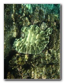 Fiji-Snorkeling-Underwater-Pictures-Amunuca-Resort-095