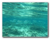 Fiji-Snorkeling-Underwater-Pictures-Amunuca-Resort-186