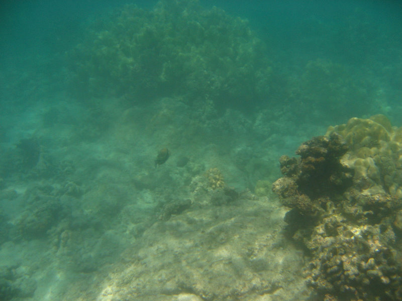 Anaehoomalu-Beach-Snorkeling-Kohala-Coast-Kona-Big-Island-Hawaii-093