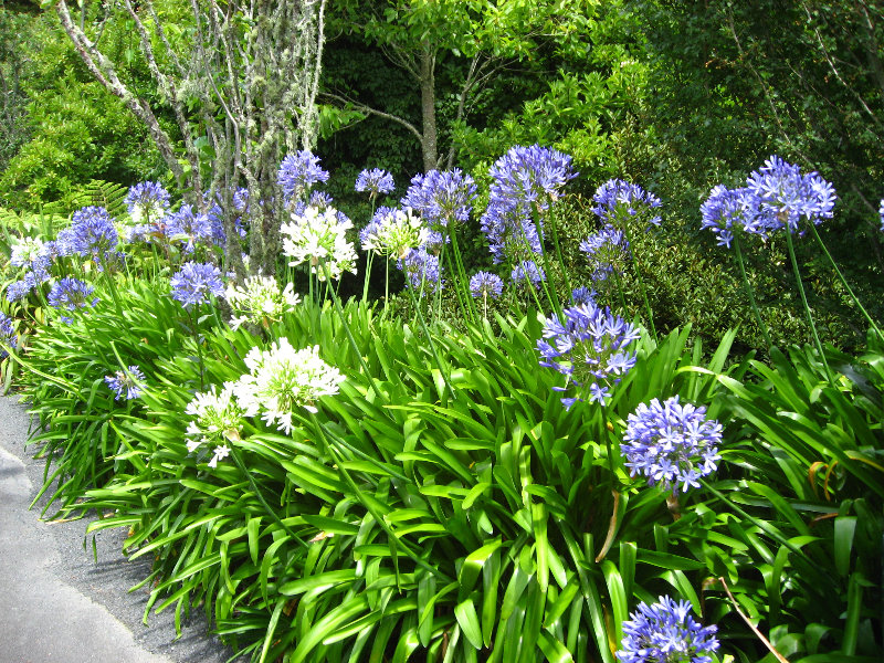 Auckland-Botanic-Gardens-Manukau-North-Island-New-Zealand-075