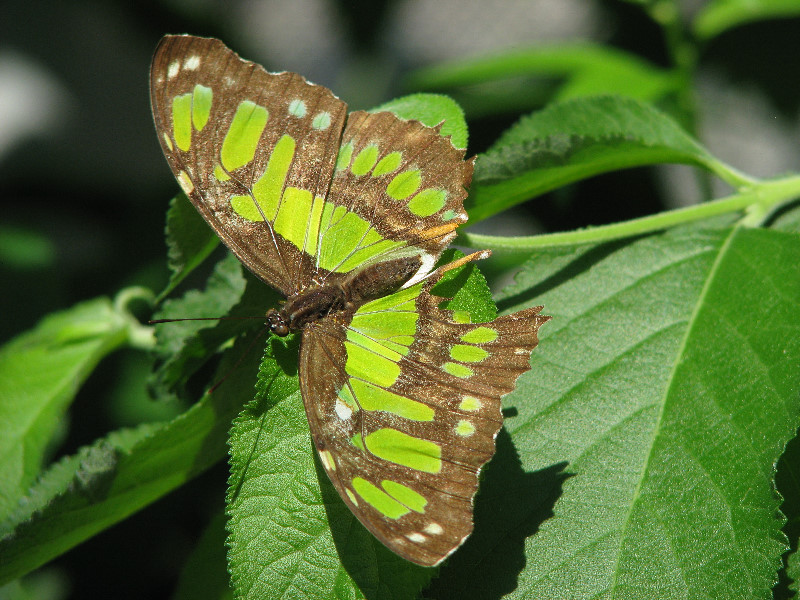Butterfly-Rainforest-FLMNH-UF-Gainesville-FL-002