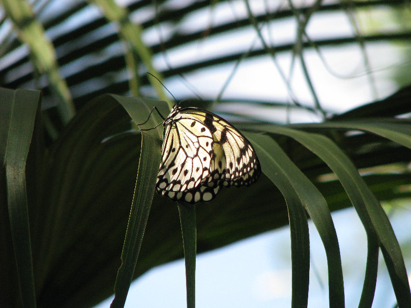 Butterfly-Rainforest-FLMNH-UF-Gainesville-FL-005