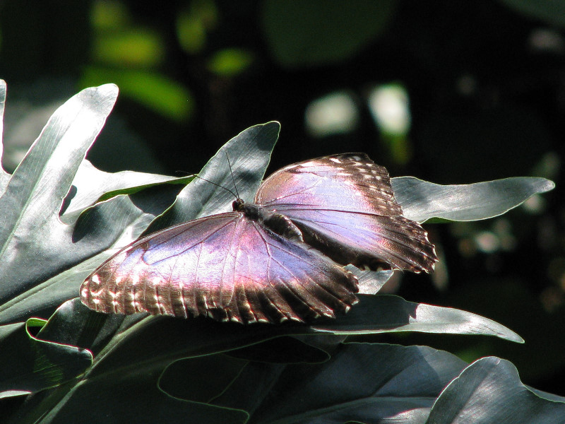 Butterfly-Rainforest-FLMNH-UF-Gainesville-FL-008