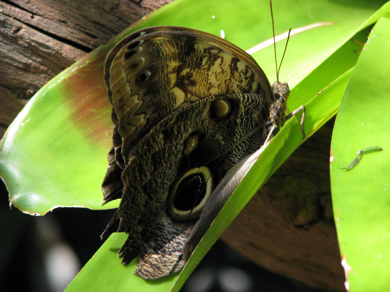 Butterfly-Rainforest-FLMNH-UF-Gainesville-FL-011