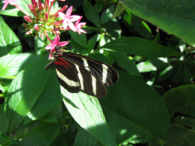 Butterfly-Rainforest-FLMNH-UF-Gainesville-FL-017