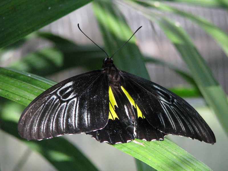 Butterfly-Rainforest-FLMNH-UF-Gainesville-FL-044