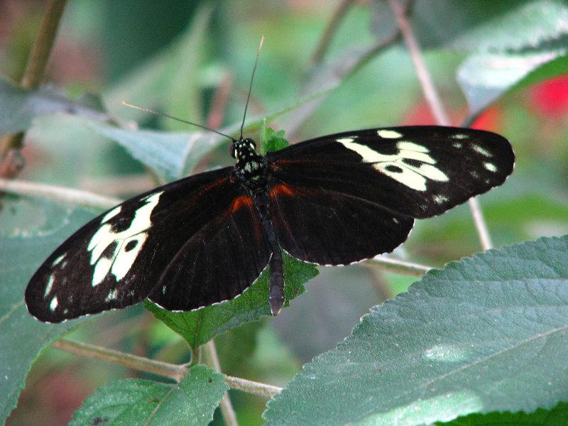 Butterfly-World-Coconut-Creek-FL-017