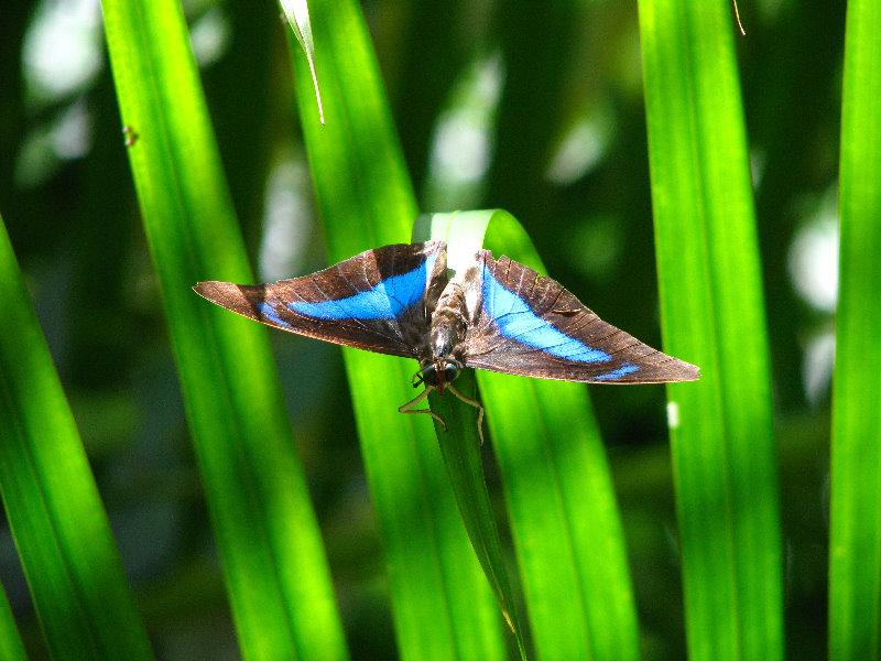Butterfly-World-Coconut-Creek-FL-064