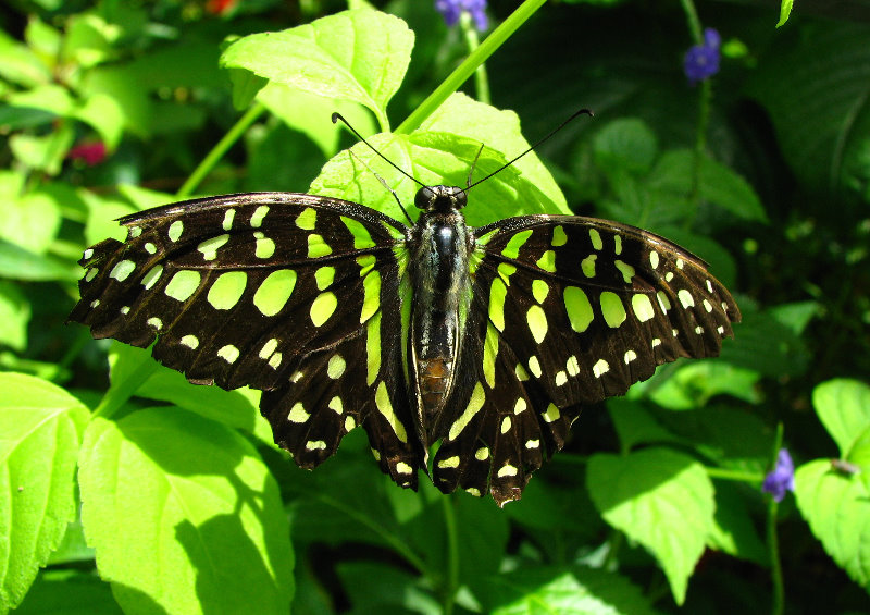 Butterfly-World-Coconut-Creek-FL-068
