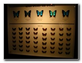 Butterfly-World-Coconut-Creek-FL-189