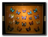 Butterfly-World-Coconut-Creek-FL-191
