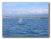 Santa-Barbara-Whale-Watching-79