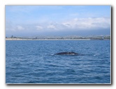 Santa-Barbara-Whale-Watching-83