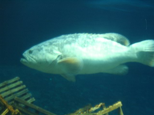 Interactive-Aquarium-La-Isla-Cancun-45