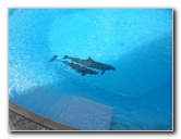 Interactive-Aquarium-La-Isla-Cancun-21