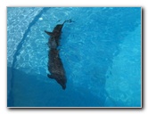 Interactive-Aquarium-La-Isla-Cancun-22