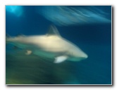Interactive-Aquarium-La-Isla-Cancun-30
