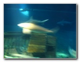 Interactive-Aquarium-La-Isla-Cancun-32