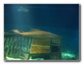 Interactive-Aquarium-La-Isla-Cancun-34