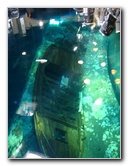 Interactive-Aquarium-La-Isla-Cancun-41