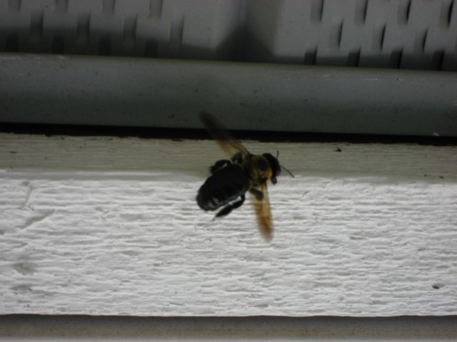 Carpenter-Bee-Insect-Pest-Control-001