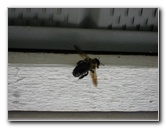 Carpenter Bee Insect Pest Control Guide