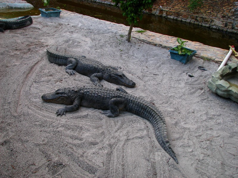 Everglades-Holiday-Park-Gator-Show-009