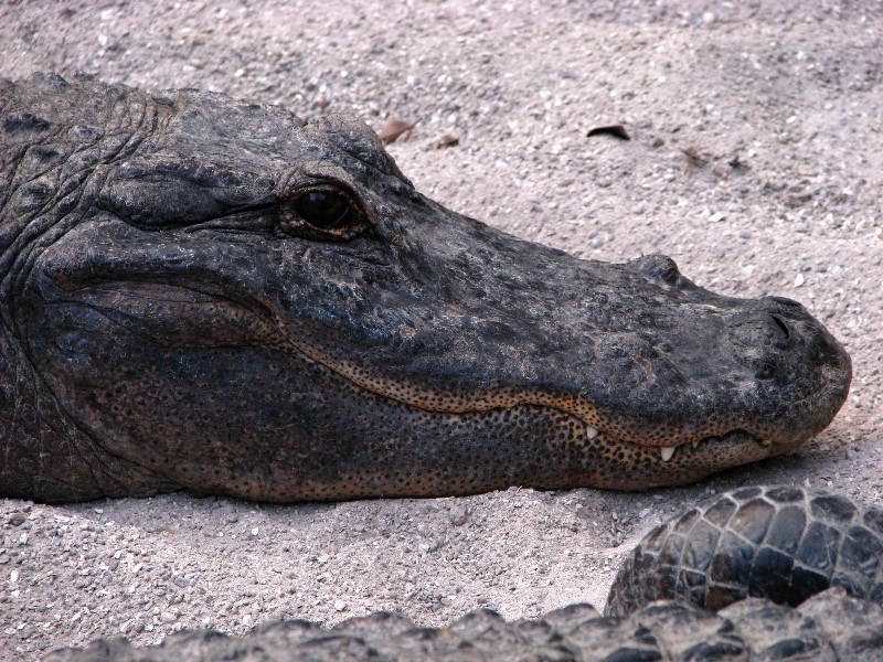 Everglades-Holiday-Park-Gator-Show-015