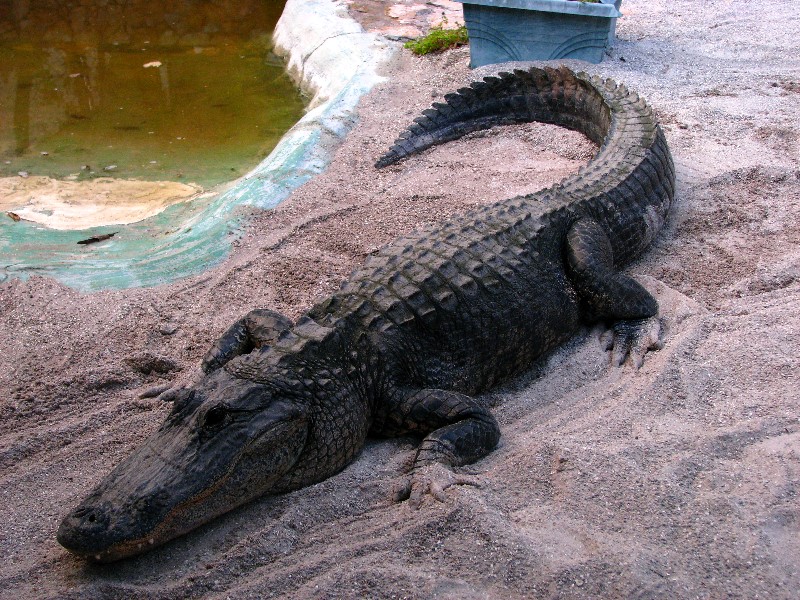 Everglades-Holiday-Park-Gator-Show-021